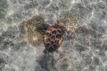 Overhead shot of a green sea turtle feeding on a sea grass. Green sea turtles are herbivores. The jaw is serrated to help the turtle easily chew seagrasses and algae, its primary food sources.