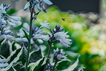 Obraz premium bee on a flower