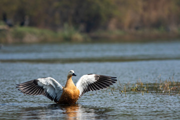 Ruddy shelduck or tadorna ferruginea closeup with full wingspan in a blue water and beautiful background at keoladeo national park, bharatpur bird sanctuary, rajasthan, india	