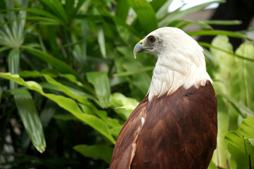 portrait of a eagle with blur background