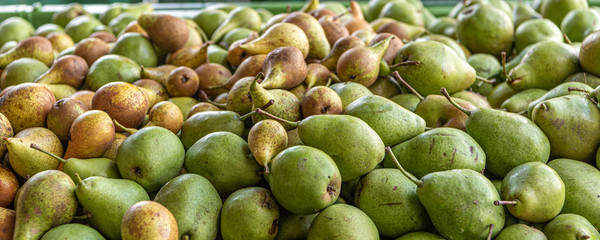 Many Ripe fall pears in a container in autumn