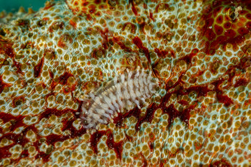 Obraz na płótnie Canvas Sea Cucumber Scale Worm, Gastrolepidia clavigera, crawling on its host