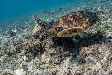 Obraz premium Close up view of a green sea turtle feeding on a sea grass. Green sea turtles are herbivores. The jaw is serrated to help the turtle easily chew seagrasses and algae, its primary food sources.