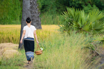 Women in old traditional dress Thai culture walk on the field for merit with monk at temple of Thailand