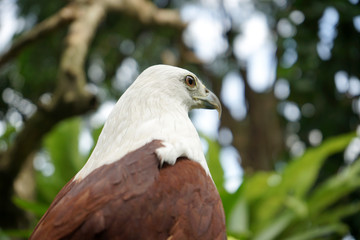 portrait of a eagle with blur background