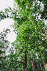 緑地公園の風景