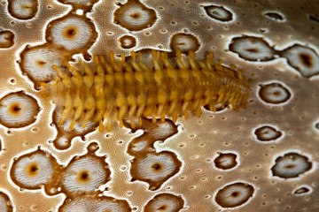 Sea Cucumber Scale Worm, Gastrolepidia clavigera, crawling on its host