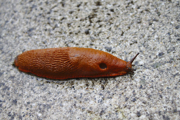 Rote Wegschnecke