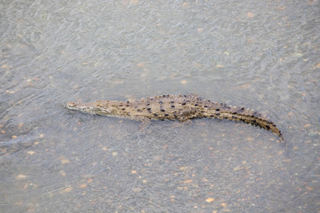 Large american crocodiles, Crocodilus acutus, in the riverbanks of Tarcoles river, in Puntarenas...