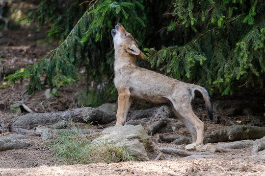 Wolf Jungtier heulen