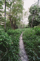 Fototapeta premium 緑地公園の風景