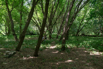 Obraz premium Beautiful green summer thick forest landscape with bright sunshine through the trees.