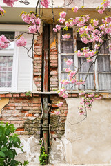 Sakura trees in the city. Old house with windows on the background. Pink blossom blooming in Uzhhorod. Springtime.