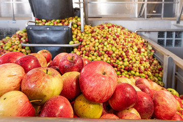Ripe fall apples in a storage silo, ready to squeeze apple juice