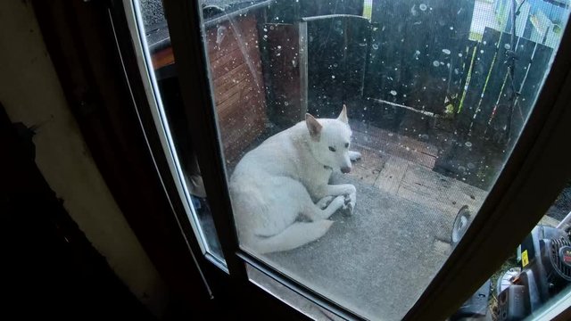 Through A Screen Door Of A White Husky Dog Relaxing On The Porch Outside.