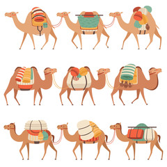 Camels Set, Desert Animals Walking with Heavy Load, Side View Vector Illustration