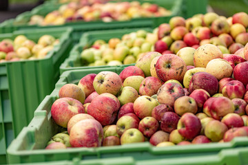Many ripe fall apples in a container in autumn