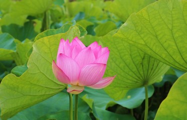 花　大賀ハス　夏　茨城