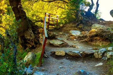 On the image there is a big tree in the forest through the crown of which the sun makes its way
