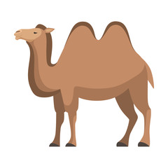 Camel, Two Humped Desert Animal, Side View Vector Illustration