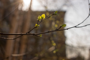 Yung earrings and liaves on birch branches, closeup photo in the fall on a red background.