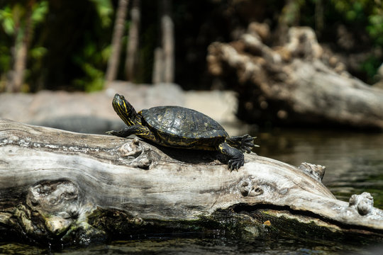 Turtle Standing At The Wood