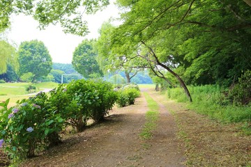 風景　道　初夏　あじさい　茨城