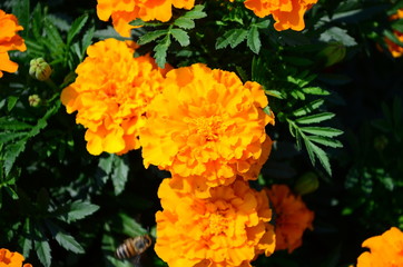 Beautiful marigold flowers with bright green leaves in the sun rise