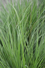Flying bentgrass