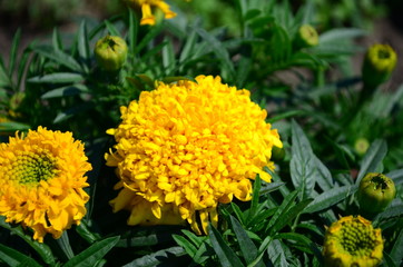 Beautiful marigold flowers with bright green leaves in the sun rise