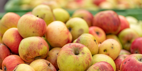 Many ripe fall apples in a container in autumn