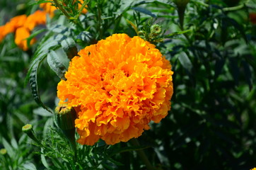 Beautiful marigold flowers with bright green leaves in the sun rise