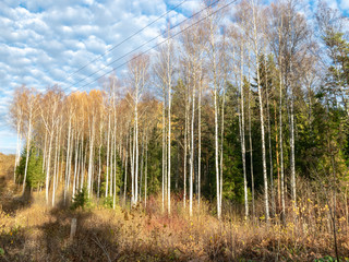 birch tree forest in autumn. gentle texture from tree trunks and blur background, Latvia