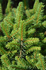Serbian spruce Karel