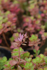 Two-row stonecrop