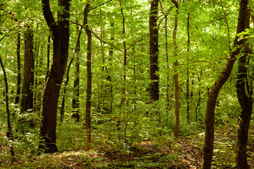 Fototapeta premium Beautiful linden forest with nice warm sunlight