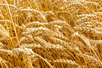 Golden wheat growing in field during summer