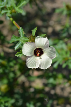 Deccan hemp