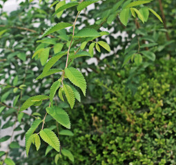 Fototapeta na wymiar 나무가지 잎