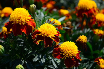 Beautiful marigold flowers with bright green leaves in the sun rise
