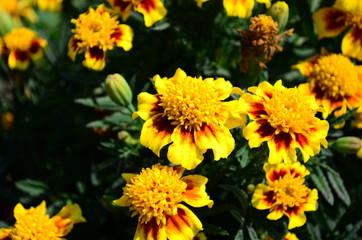 Beautiful marigold flowers with bright green leaves in the sun rise