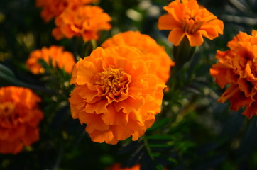Beautiful marigold flowers with bright green leaves in the sun rise