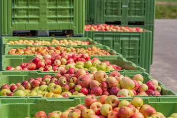 Many ripe fall apples in a container in autumn