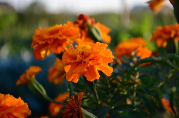 Beautiful marigold flowers with bright green leaves in the sun rise