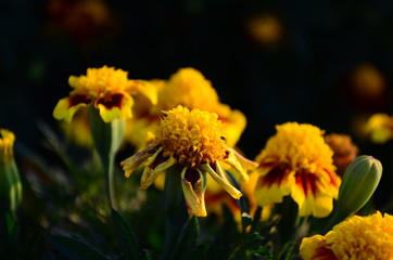 Beautiful marigold flowers with bright green leaves in the sun rise