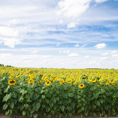 Obraz premium A field with sunflowers. Summer landscape