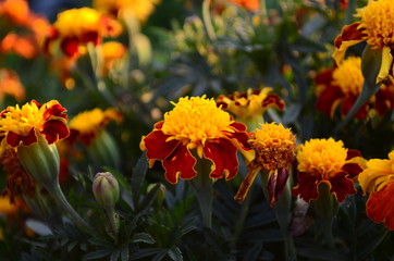 Beautiful marigold flowers with bright green leaves in the sun rise