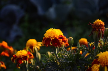 Obraz na płótnie Canvas Beautiful marigold flowers with bright green leaves in the sun rise