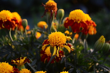 Beautiful marigold flowers with bright green leaves in the sun rise