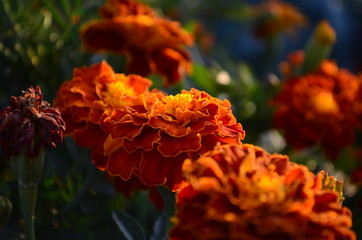 Beautiful marigold flowers with bright green leaves in the sun rise